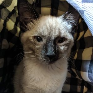 Meet your Posher, Rachel